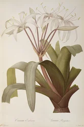 Crossles ashamedまたはCrossynerougeàtre、 `Les Liliacearum、1803年発行、1805-16年